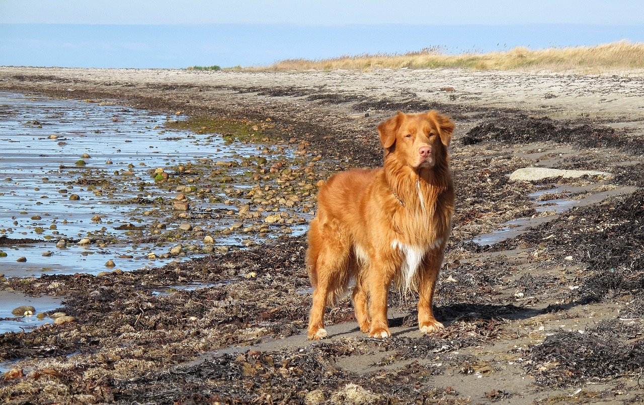 cane toller