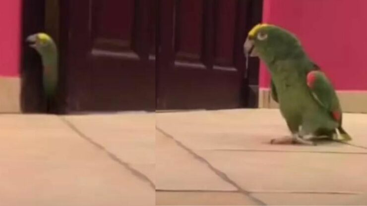 Il video esilarante di un uccello che fa una risata malefica dopo essere riuscito ad uscire dalla stanza