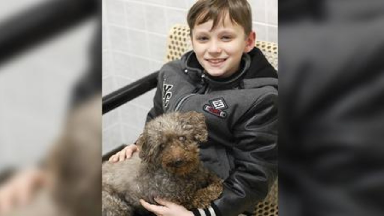 il cane più vecchio del rifugio