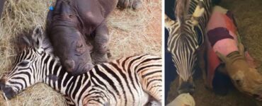 Cuccioli di zebra e rinoceronte diventano una famiglia dopo che i loro genitori sono stati uccisi