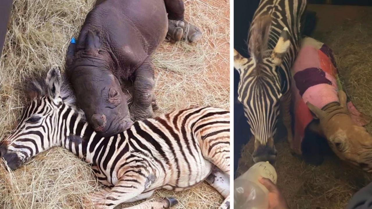 Cuccioli di zebra e rinoceronte diventano una famiglia dopo che i loro genitori sono stati uccisi