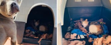 cane zio di 6 cuccioli