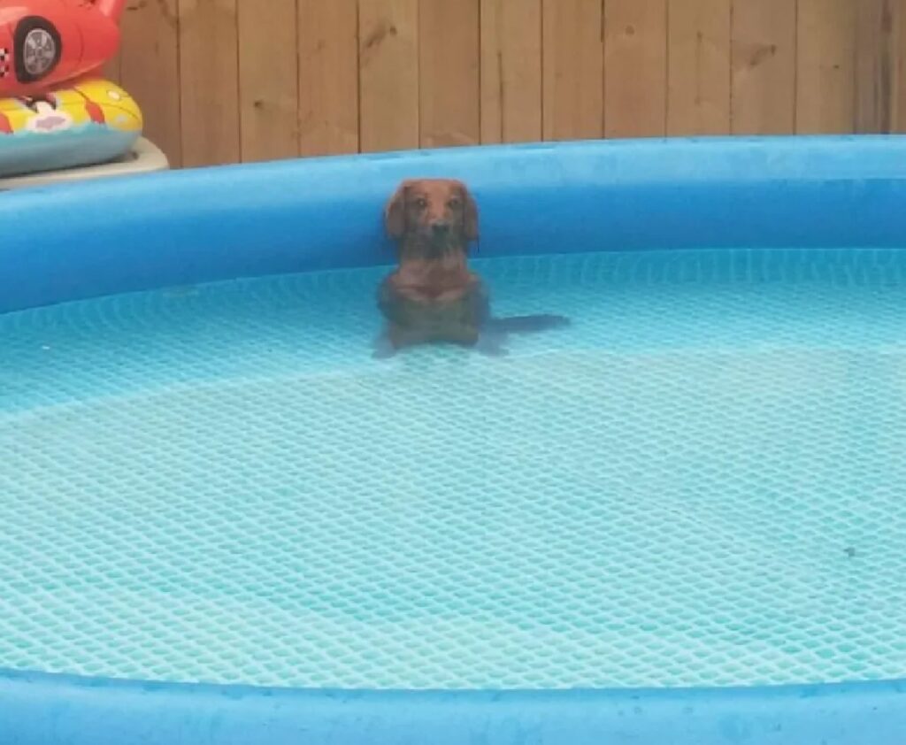 cane dentro la piscina