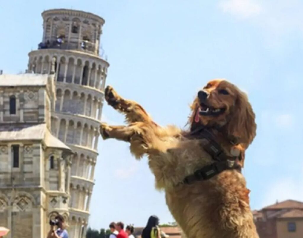 cane regge torre di pisa