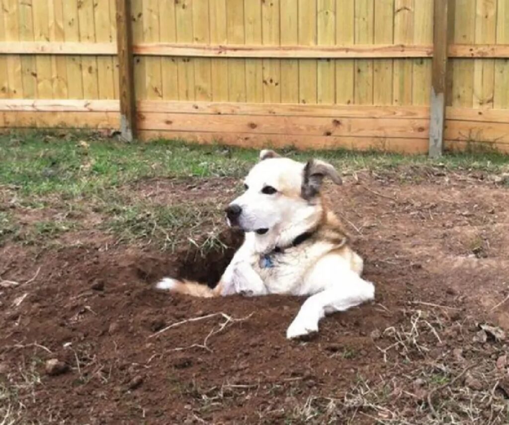 cane sbuca fuori da terra