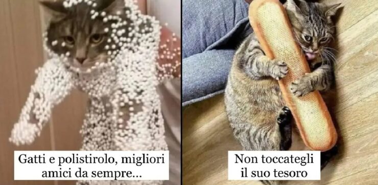 gatti che ci aiutano a comprendere loro mondo