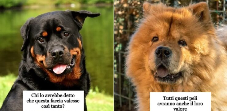 cani che hanno un costo preciso