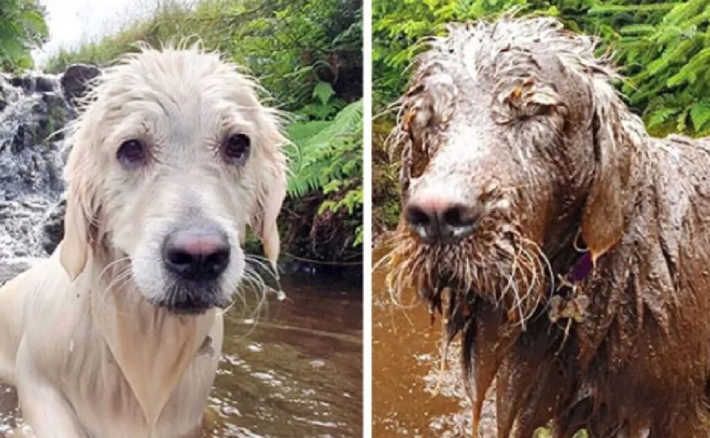 cane sporco di acqua marrone