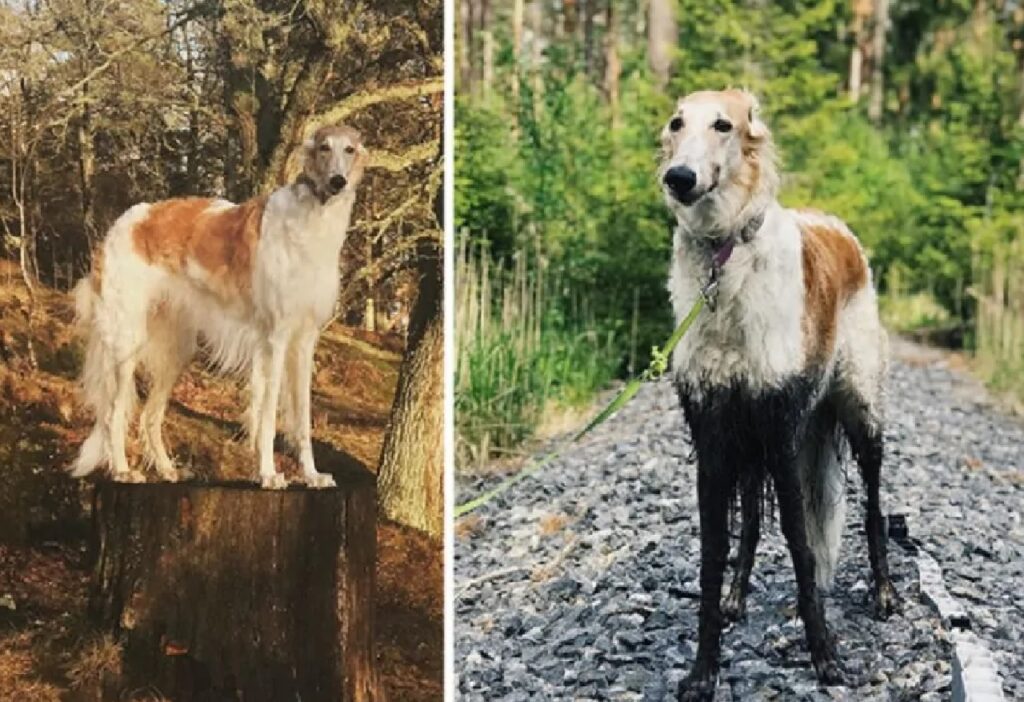 cane fango dal petto in su