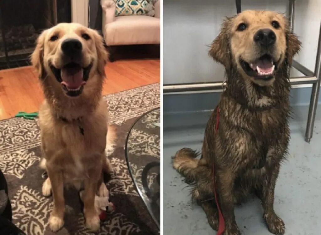 cane golden sorride perché sporco