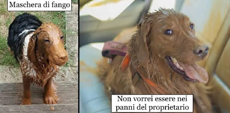 cani che non rinuncerebbero al fango