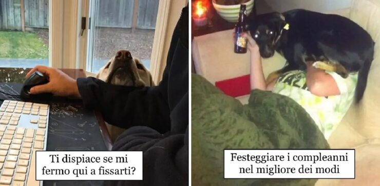 cani non si preoccupano per spazio personale