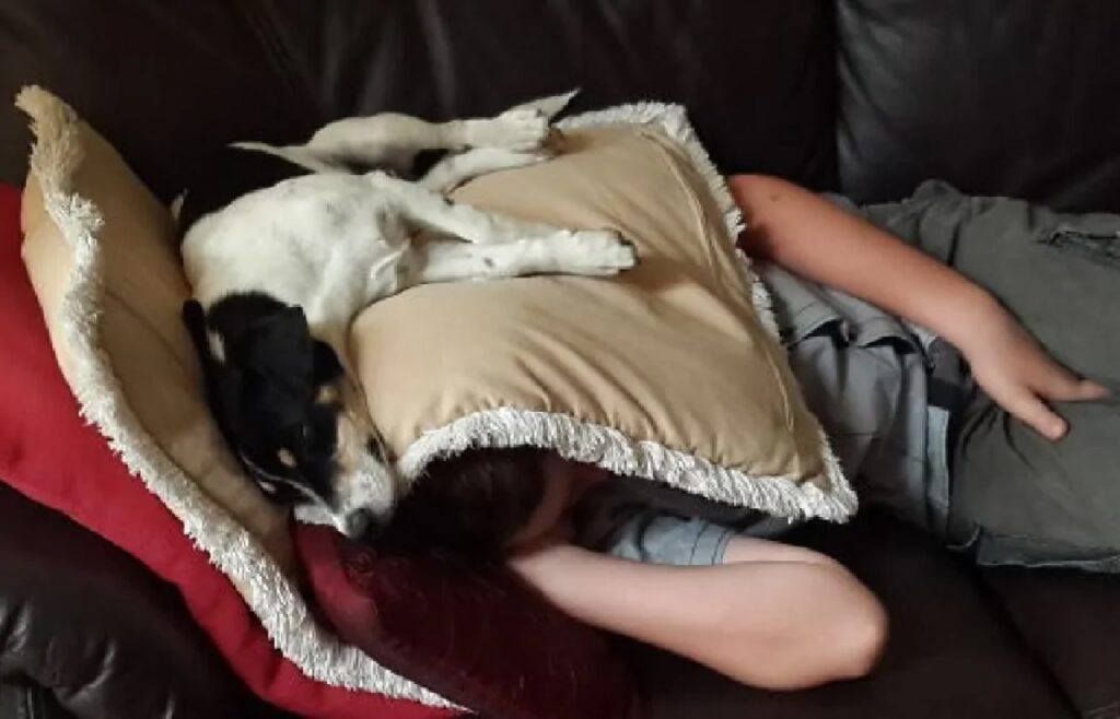 cane sopra cuscino su uomo