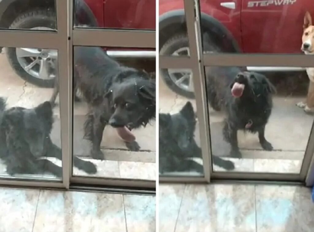 cane che leccano la vetrata