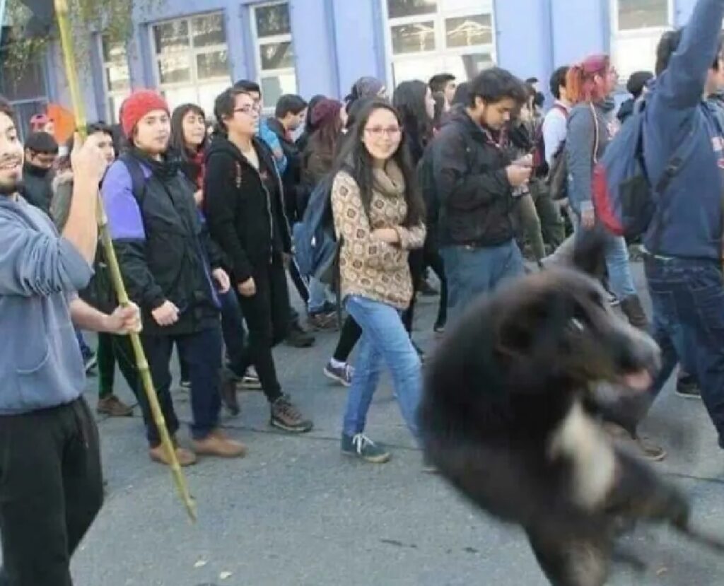 cane che salta in aria