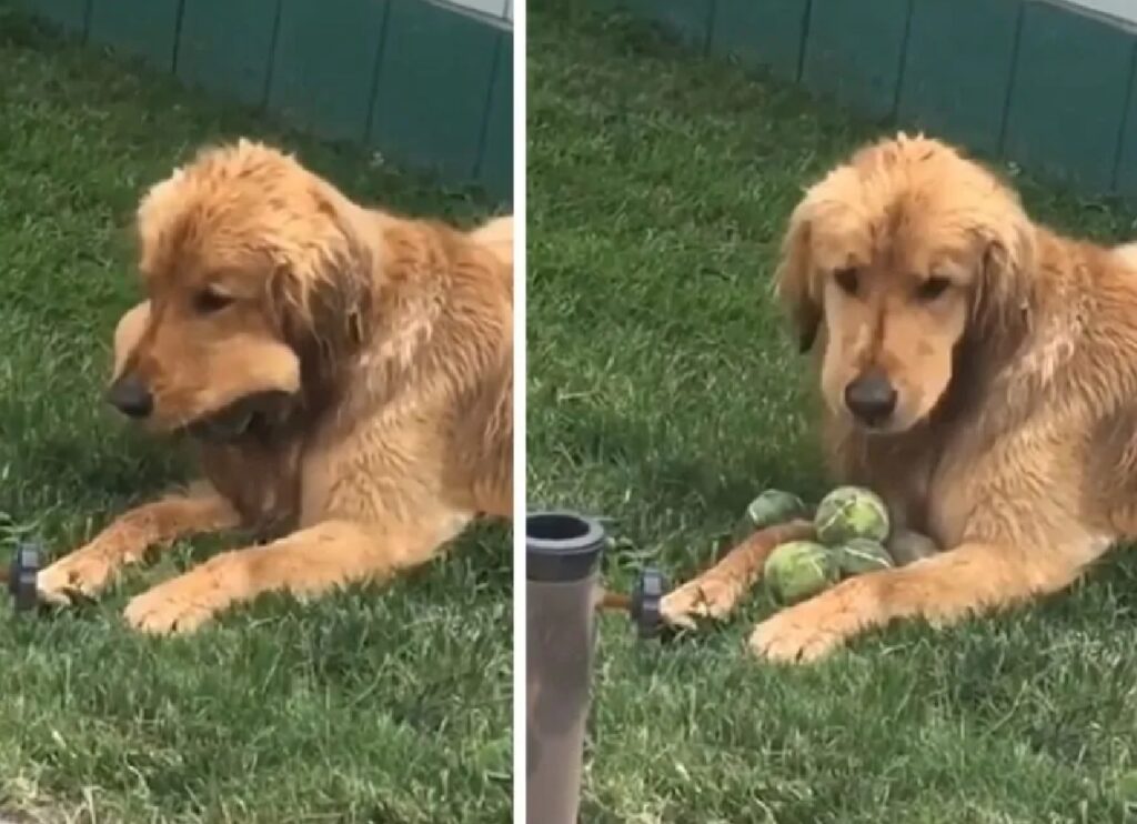 cane gioca con più palle da tennis