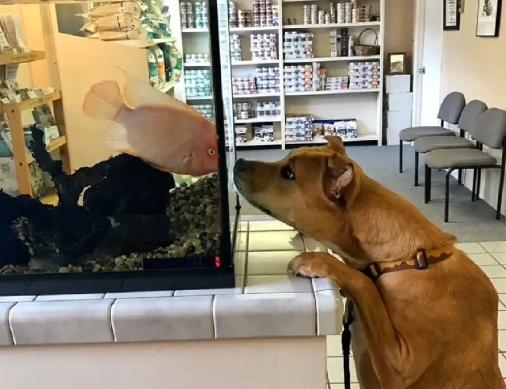 cane fa la conoscenza di un pesce