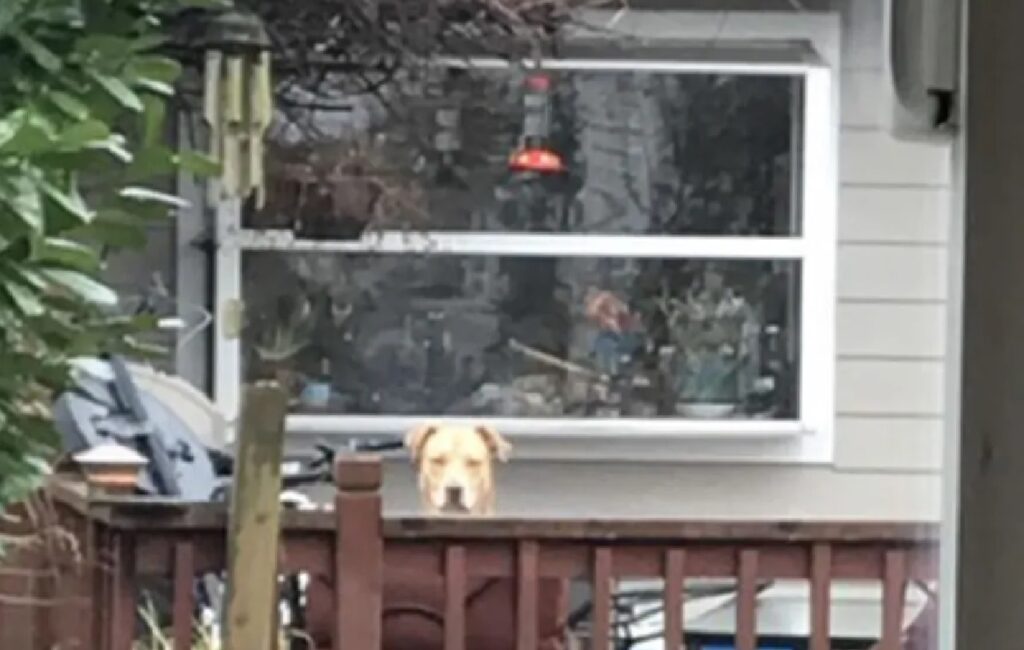 cane osserva da lontano