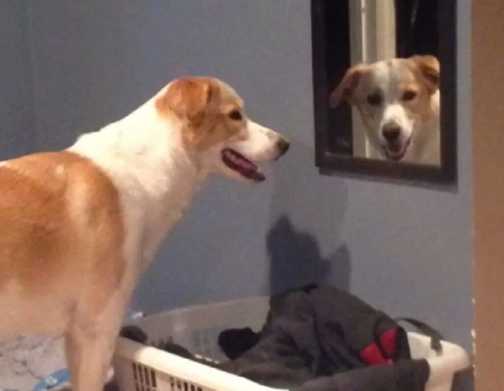 cane si guarda nello specchio