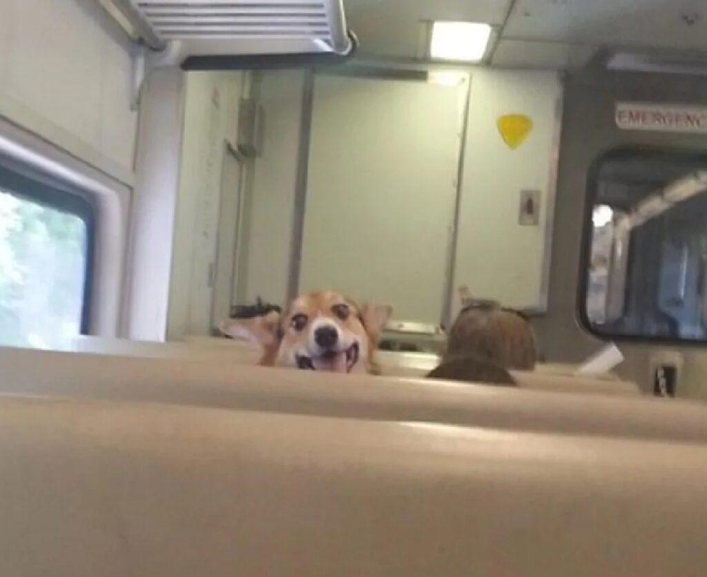 cane sorride sui posti treno