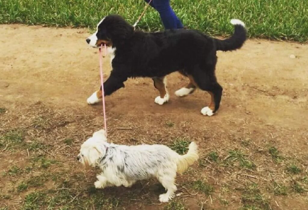 cani si portano a spasso da soli