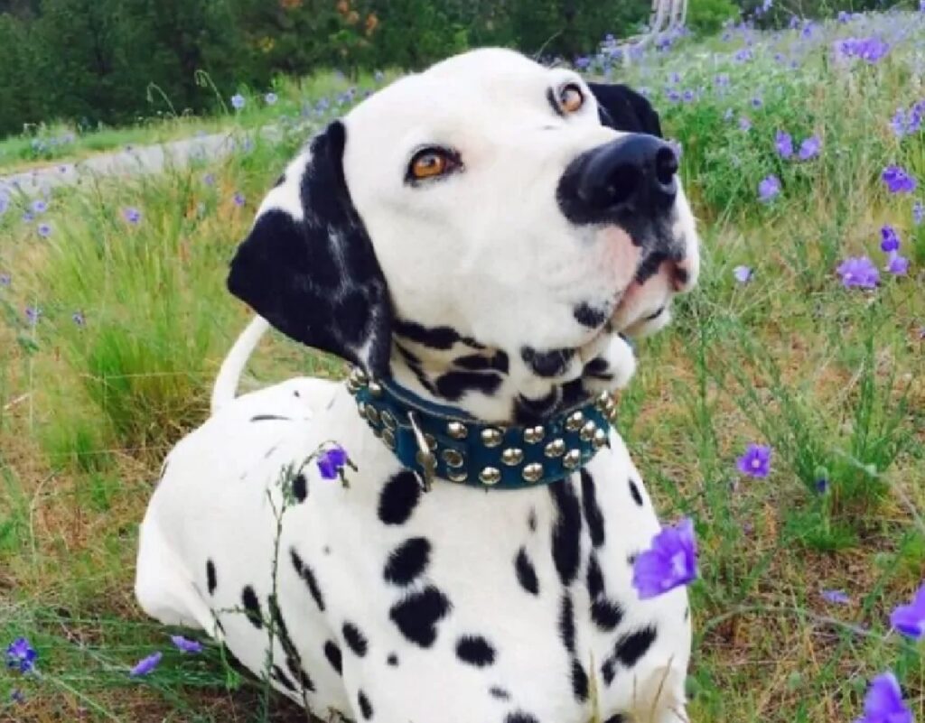 cane dalmata con collare