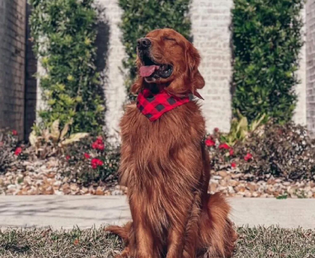 cane pelo marrone scuro