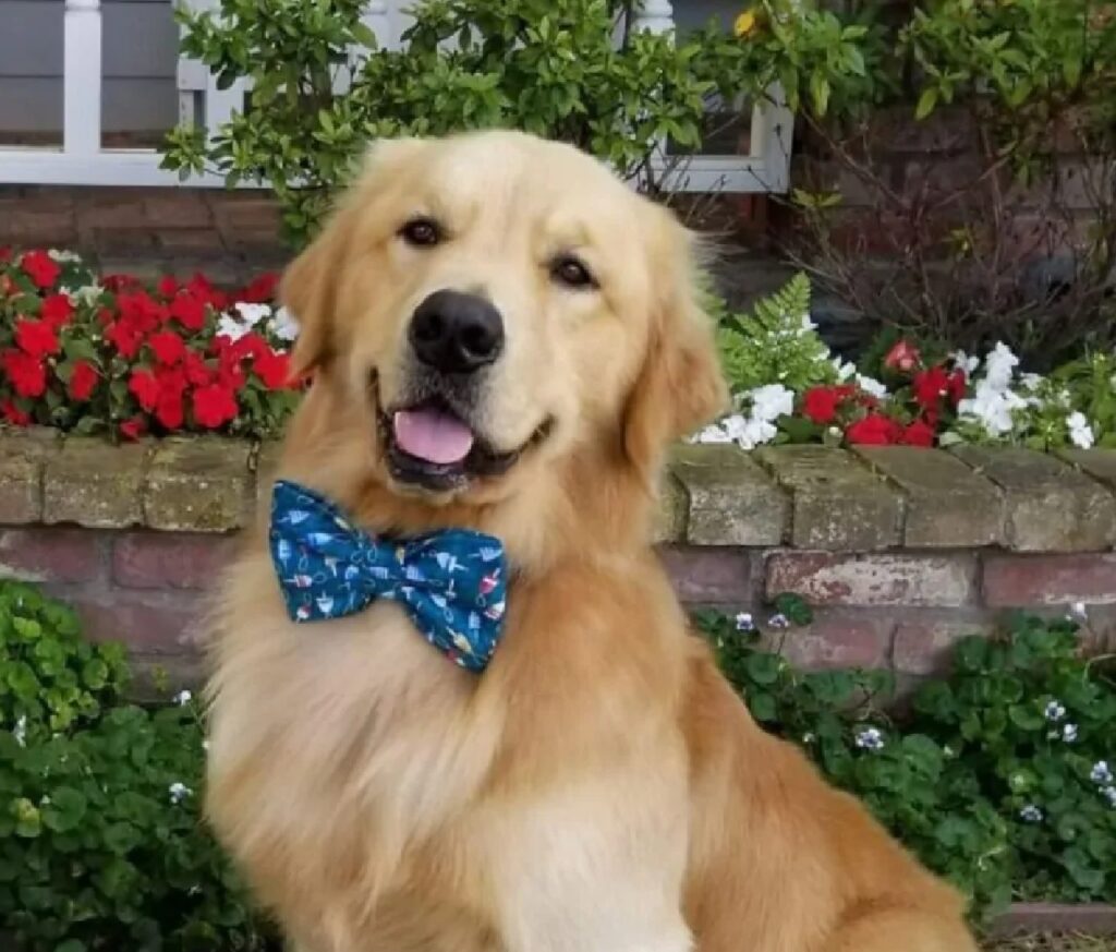 cane golden fiocco