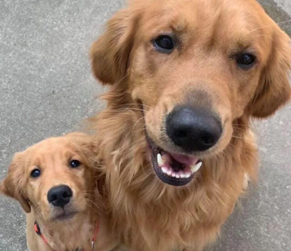 coppia di cani sorridono