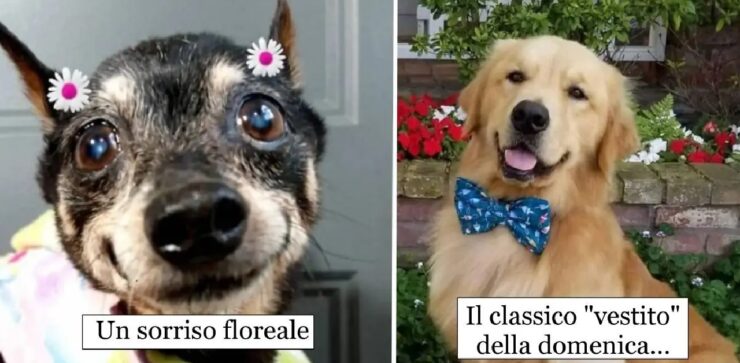 cani che sono a loro agio per foto