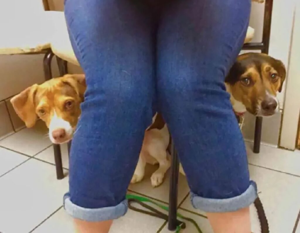 cani si nascondono dietro le gambe