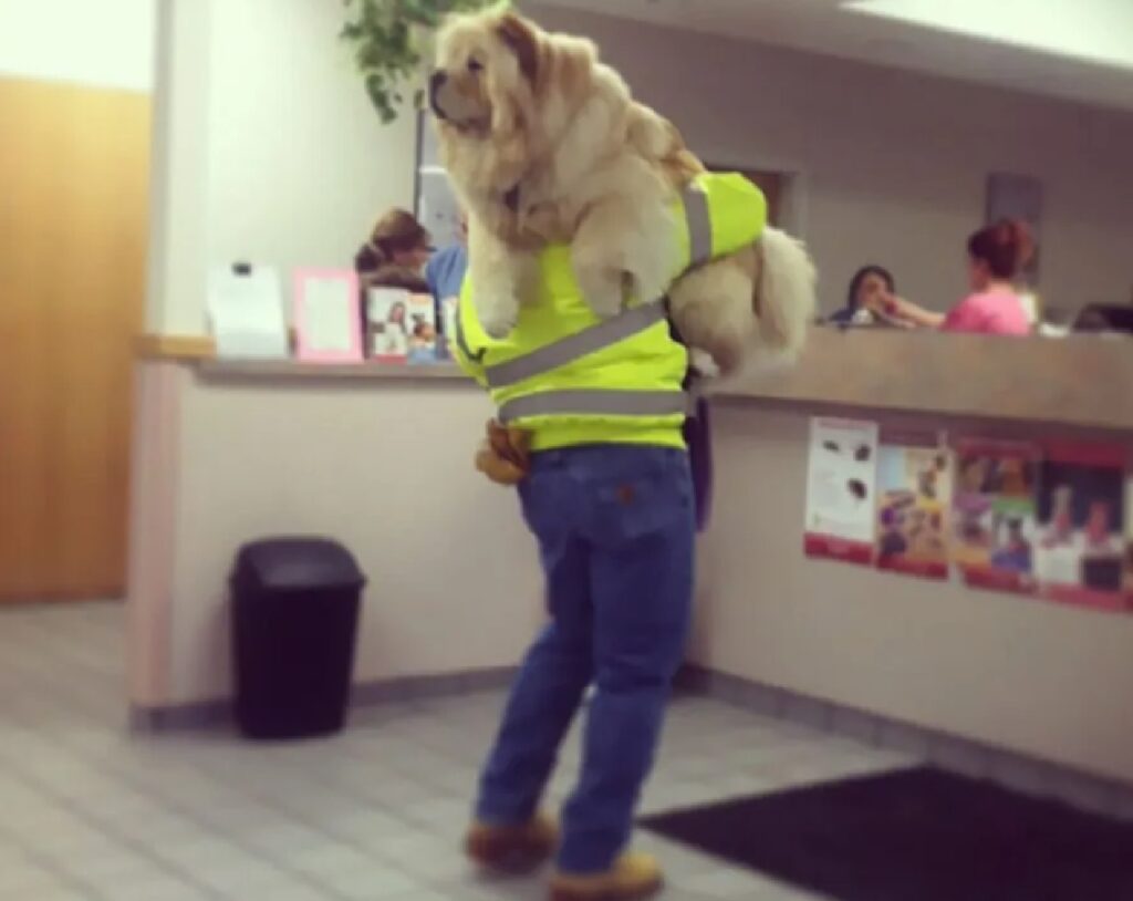 cane viene condotto dal veterinario