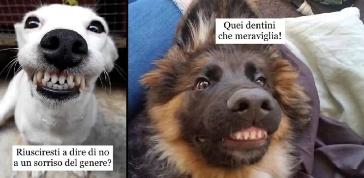 cani che trascorrono giornate ridendo