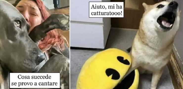 cani che sono leggermente distratti