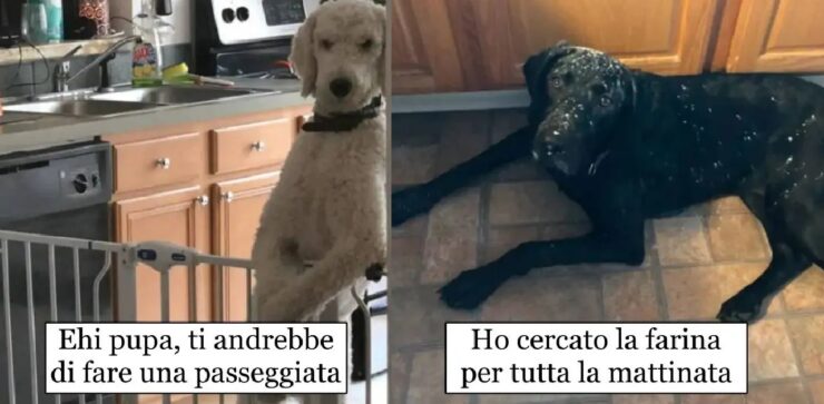 cani che tramutano il brutto in bello