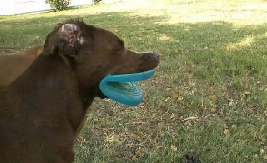 cane piega un disco