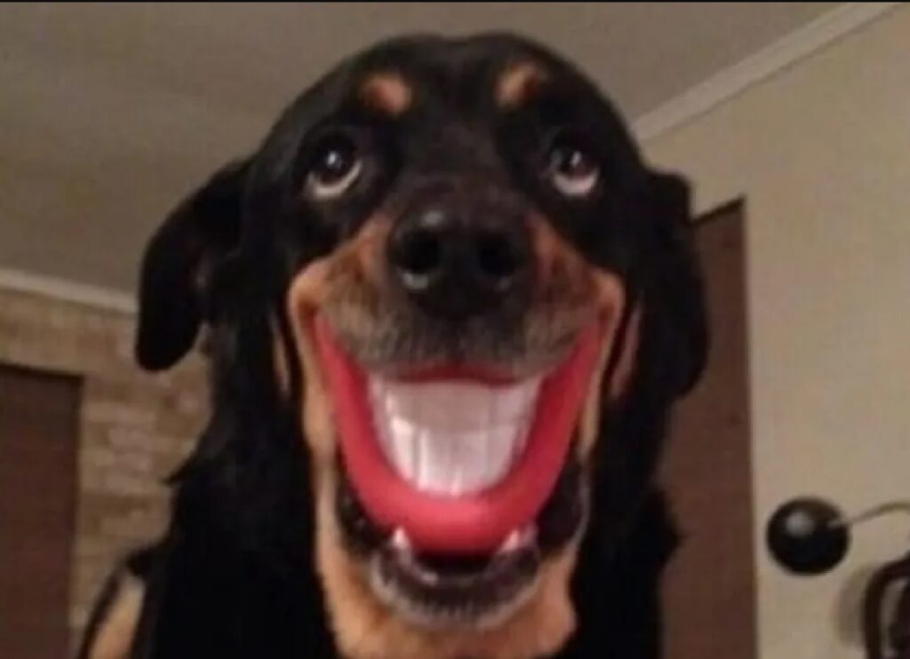 cane sorriso inquietante
