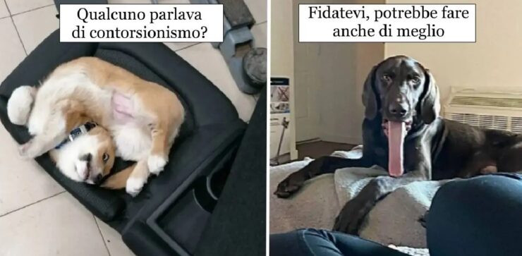 cani che fanno cose straordinarie