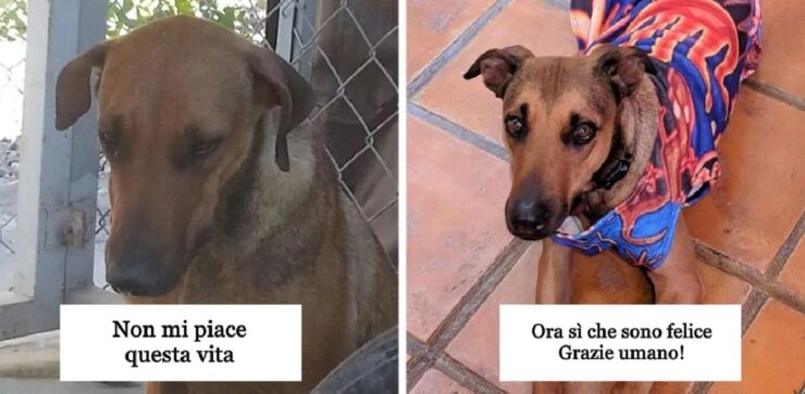 cani prima e dopo adozione