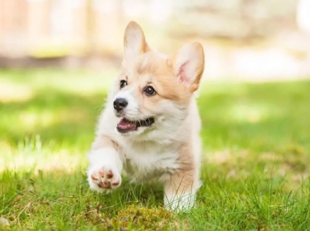 cucciolo corgi corre libero