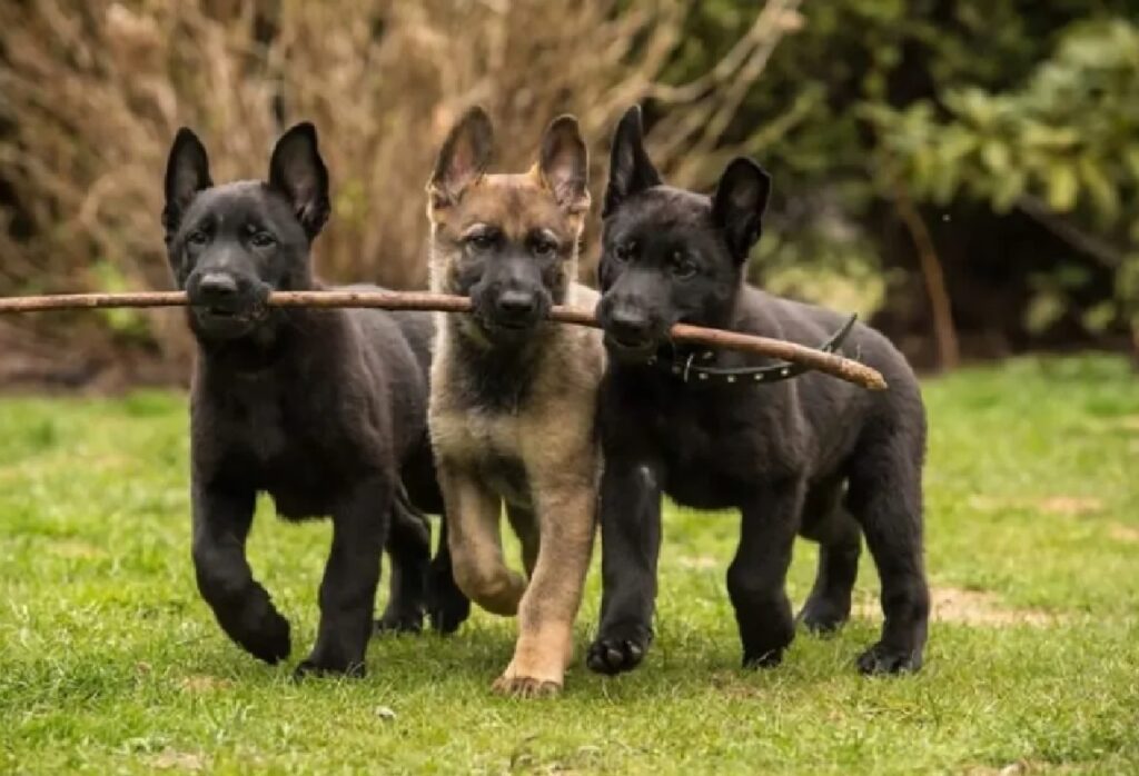 tre cuccioli giocano con bastone