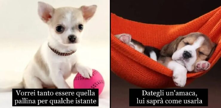 cani che non sanno di essere stupendi