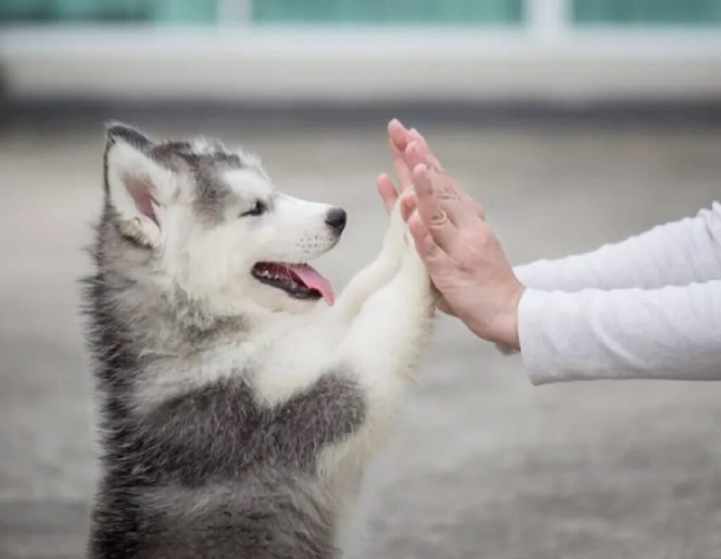 cucciolo husky battimano