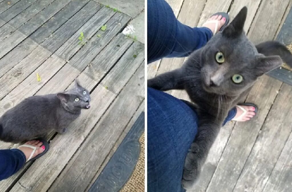 gatto si arrampica su gamba