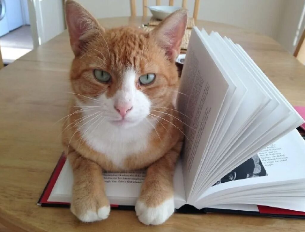 gatto sul libro
