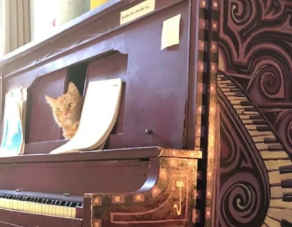 gatto dentro pianoforte