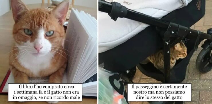 gatti che decidono di invadere abitazioni