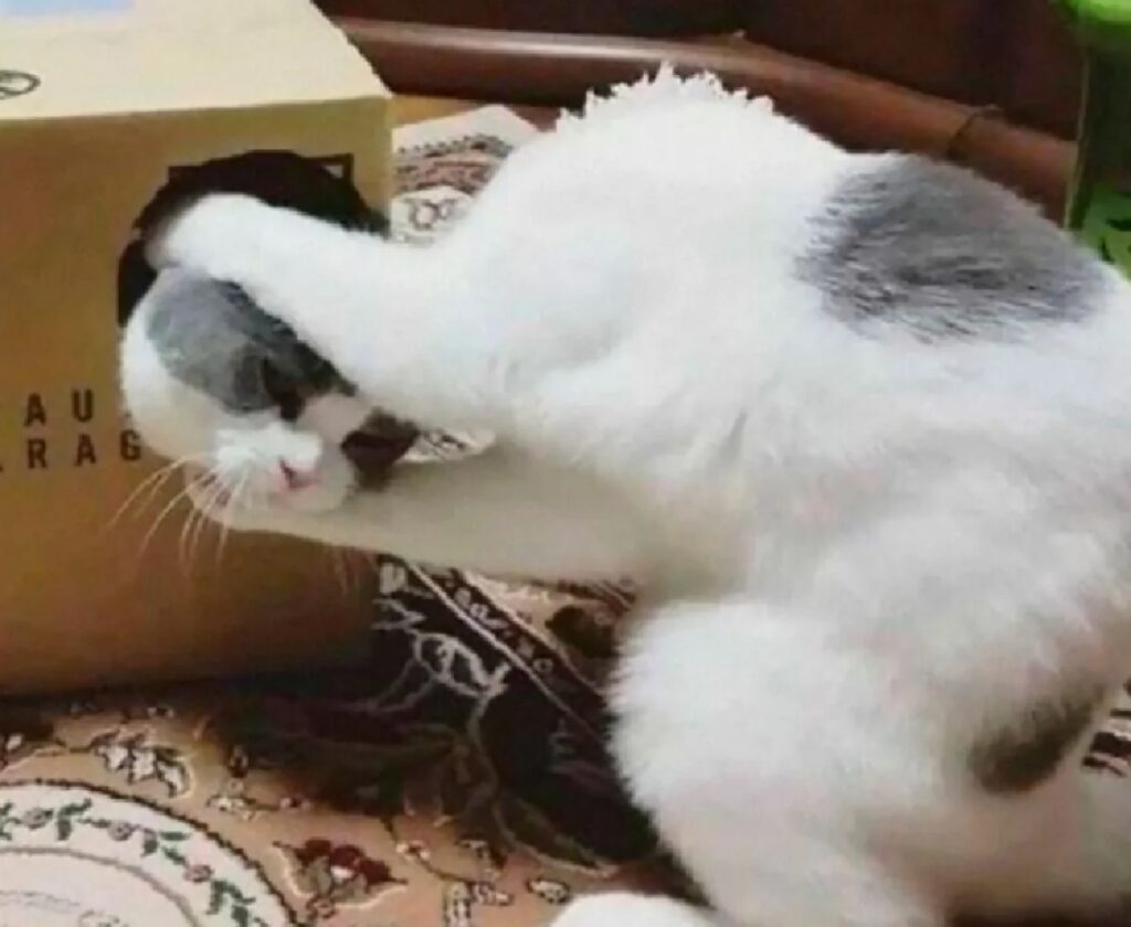 gatto illusionista bravo