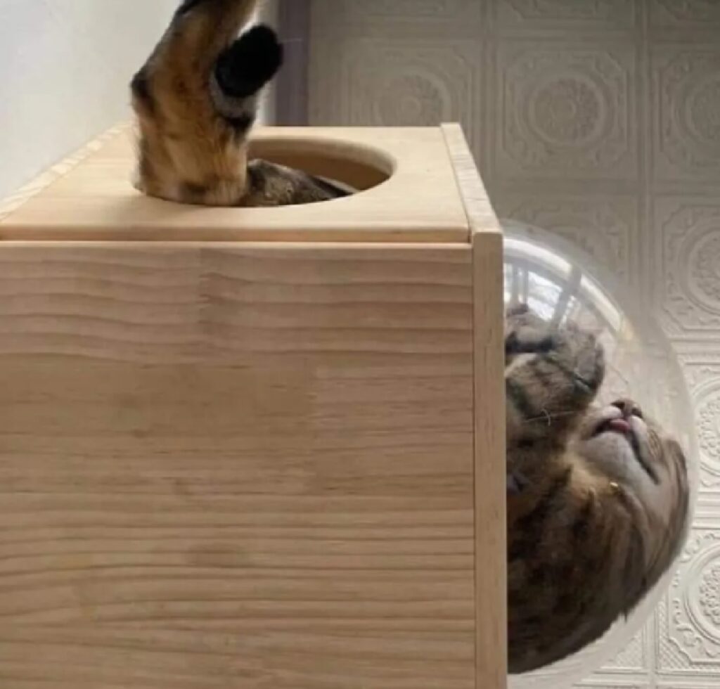 gatto incastrato dentro dispenser