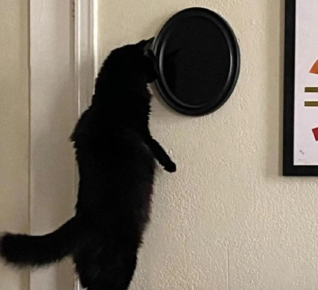 gatto osserva lo specchio